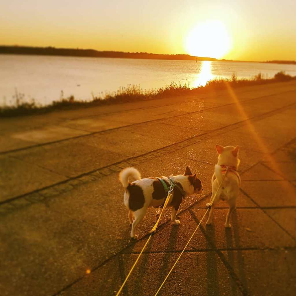 A Dogs Life – Four Chihuahuas in Nykøbing